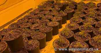 Police find four rooms full of drugs at cannabis factory in residential street