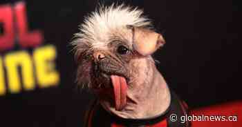 ‘Dogpool’ takes over Calgary Expo, brings attention to local pet charities