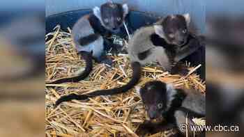 Three new lemur pups born at Calgary Zoo