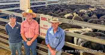 Heavy steers head to greener pastures, reaching $1550 at Yass weaner sale