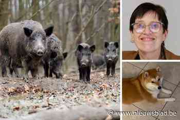 Irma (65) zwaargewond nadat ze bij wandeling met haar hondje aangevallen werd door everzwijn: “Het dier is recht op haar afgestormd”