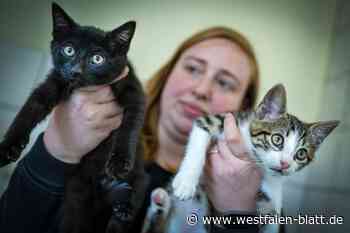 Zu viele Katzen, zu wenig Mitarbeiter: Tierheime in OWL am Limit