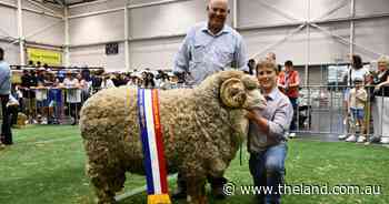 In case you missed it: see the Merino grand champions from Sydney Royal