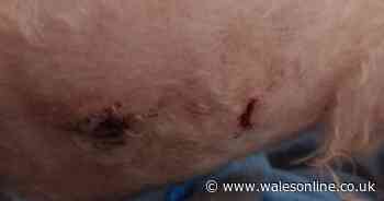Owner distraught after dog left with 'serious puncture wounds' in attack