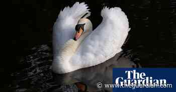 Week in wildlife: wild ponies, a playful jaguar and penguin chicks taking their first swim