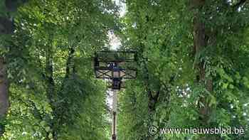 Stad zet weer gaasvliegen in tegen bladluizen