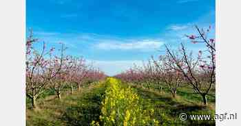"Overlapping steenfruitseizoen Lleida en Murcia verwacht"