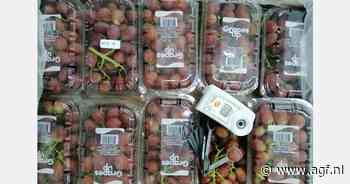 Export Egyptische druiven binnenkort van start