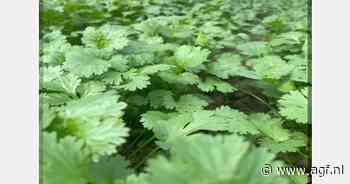 Nederlands kaskruidenseizoen van start met goede oogst