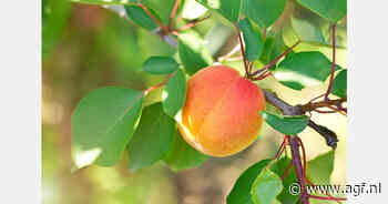 Turkse abrikozenoogst dit jaar geraamd op slechts 10.000 ton