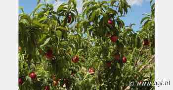 Anecoop groeit met bio steenfruit