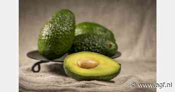 Forse groei Peruaanse avocado-export verwacht