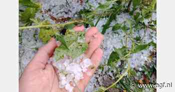 Steenfruit hardst getroffen door hagelbui in Valencia