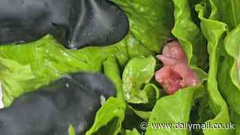 Shopper is left 'sick to the stomach' after discovering a 'dead rodent embryo' in her Tesco lettuce