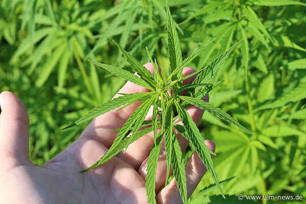 Cannabis trifft Hormonhaushalt: was Cannabinoide mit Zyklus, PMS & Co. zu tun haben