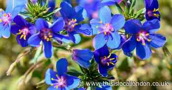 Save on Anagallis 'Skylover' Blue Pimpernel with You Garden