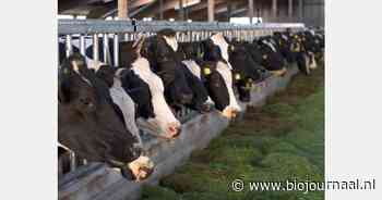 Vergunningsaanvragen veehouders weer in behandeling