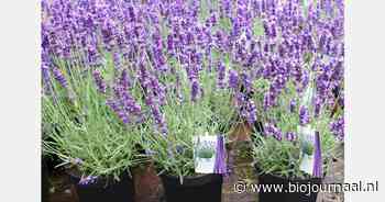 "75% ‘insectvriendelijke’ tuinplanten bevatten insecticiden"