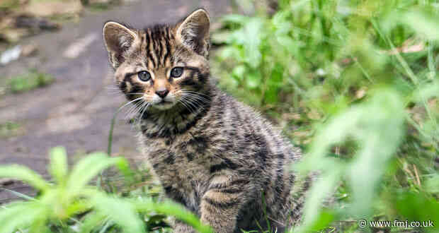 Veolia Environmental Trust supports initiative to protect the UK’s endangered wildcats