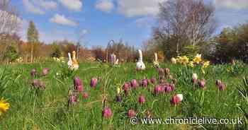 'Magnificent' secret garden minutes from Newcastle with wildflower meadow and fairy hide