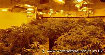 Photos of scale of huge cannabis factory as police welcome farmer’s ‘costly mistake’