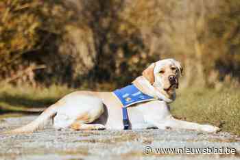 Geef jij een warme thuis aan een hulphond in opleiding? “Iedereen komt in aanmerking, maar drie zaken zijn belangrijk”