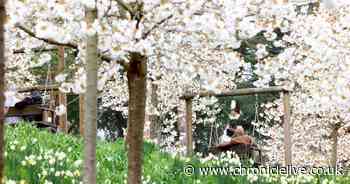 'Heavenly' North East spot where you can see cherry blossom 'spectacle' - but not for long
