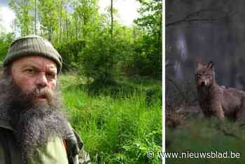 Zekerheid over tweede doortocht van wolf in Vlaamse Ardennen: “Hij verplaatste kadaver van reegeit om ervan te eten”