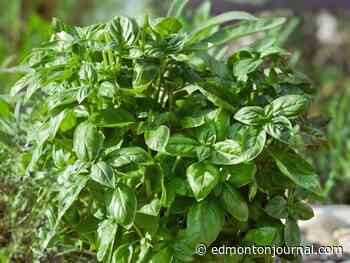 Growing Things: More All-America Selections winners for 2025