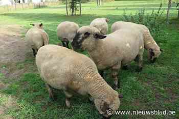 Wel te bekijken, niet te koop: dieren weer welkom op Pinksterjaarmarkt “maar we stellen het dierenwelzijn voorop”