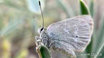 'Curiously isolated' butterfly species discovered in Waterton Lakes National Park