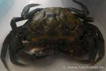 Strandkrab is opvallende reiziger op Brusselse metro