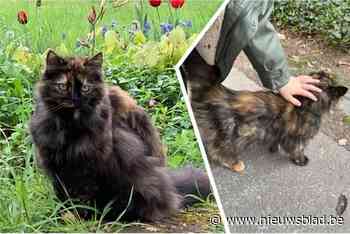 Kattin Fluffy ontsnapt op weg naar dierenarts en staat twee maanden later weer voor de deur: “Ze heeft wonderwel de weg naar huis teruggevonden”