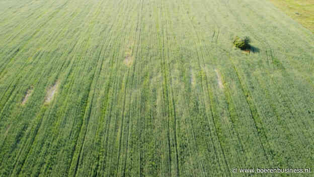 Duitse tarwe er vrij goed op maar heeft wel dorst