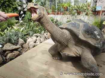 Zoo announces death of Emerson, 80-year-old Galapagos tortoise