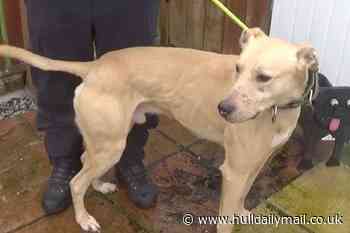 Hull man banned from keeping dogs for life after posting 'despicable' hunting videos on TikTok