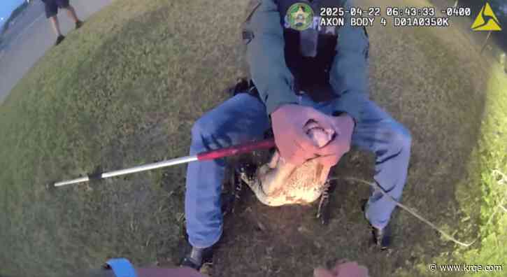WATCH: Deputies 'expel' gator from Florida school grounds