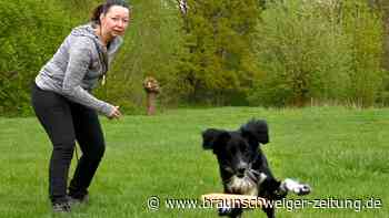 Hunde-Frisbee in Wolfsburg – das steckt hinter dem Trend