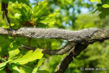Stadt Münster nimmt wieder Kampf gegen Eichenprozessionsspinner auf