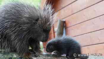 Baumstachlerbaby im Tiergarten Kleve