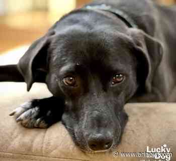 Adoptable Pet of the Week: Jazzy