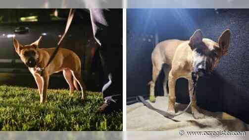 Westminster man charged for allegedly slamming dog to ground in Long Beach