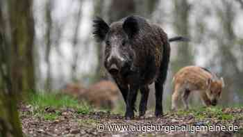 Wildschweinjagd: Ein Bärendienst oder eine Win-win-Situation?