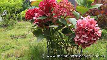 Hortensie stützen: Staudenhalter einfach und billig selber bauen