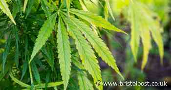 Police to stop searching people because they smell cannabis