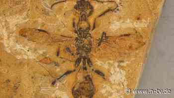 Aus Hochebene in Brasilien: Fossil wird als älteste Ameise der Welt eingeordnet
