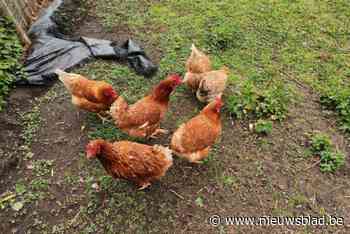 Lendelede vervangt kippensubsidie door waardebonnen na wetswijziging