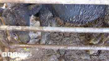 Banned cattle farmer kept 11 cows in one crammed pen