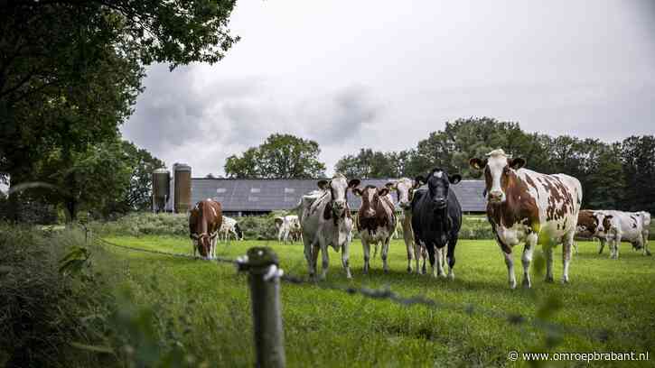 Boeren in De Peel het eerst aan de beurt in stikstofmaatregelen