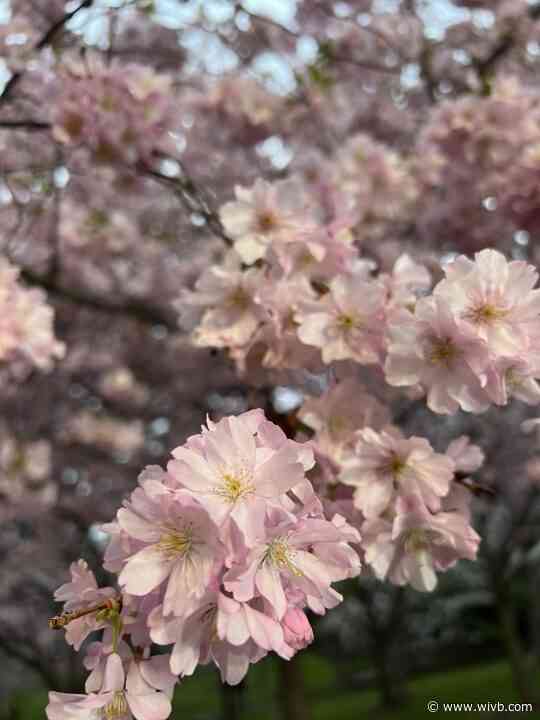 Buffalo Cherry Blossom Festival returns to Japanese Garden this weekend